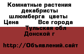 Комнатные растения, декабристы (шлюмберга) цветы › Цена ­ 300 - Все города  »    . Тульская обл.,Донской г.